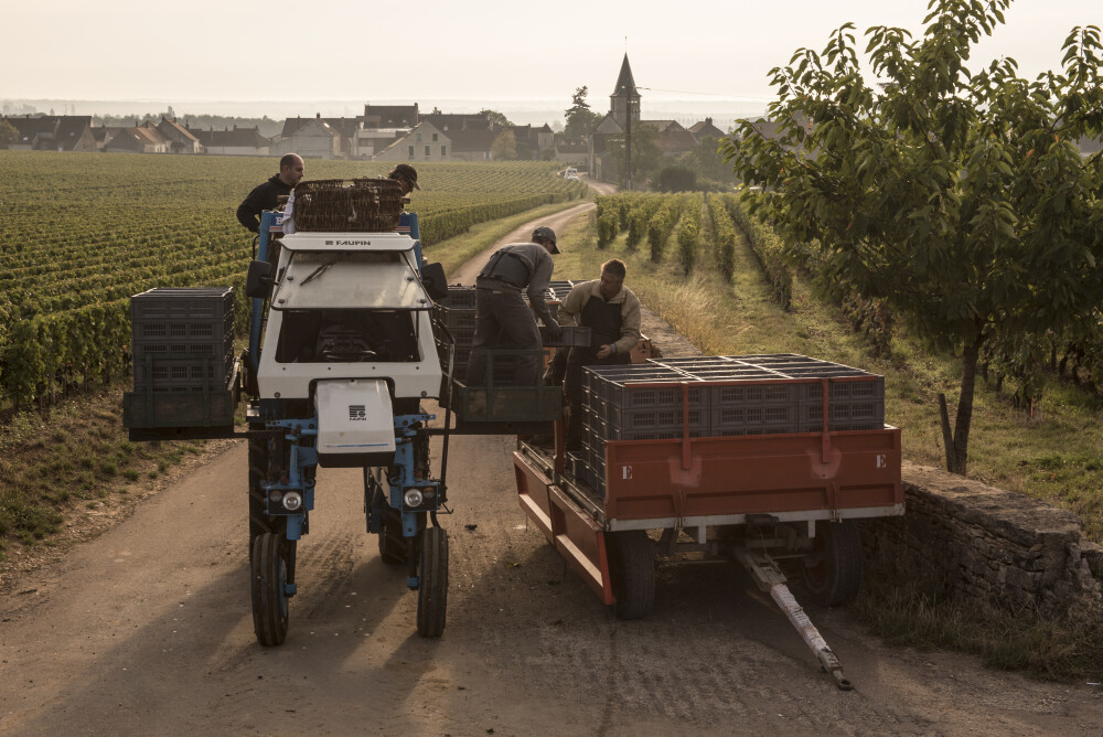 10 choses que vous devriez savoir sur la Domaine de la Romanée-Conti