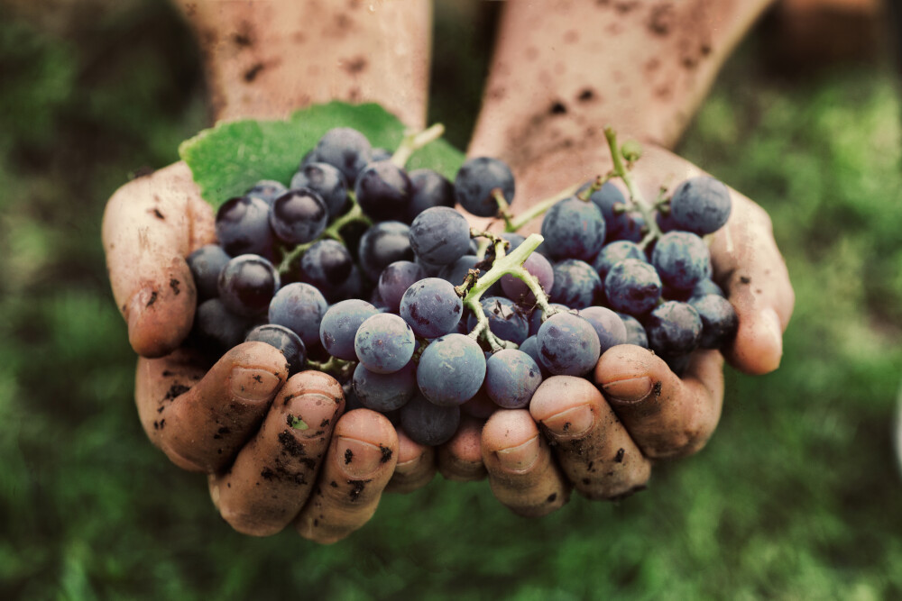 Vins biodynamiques et biologiques