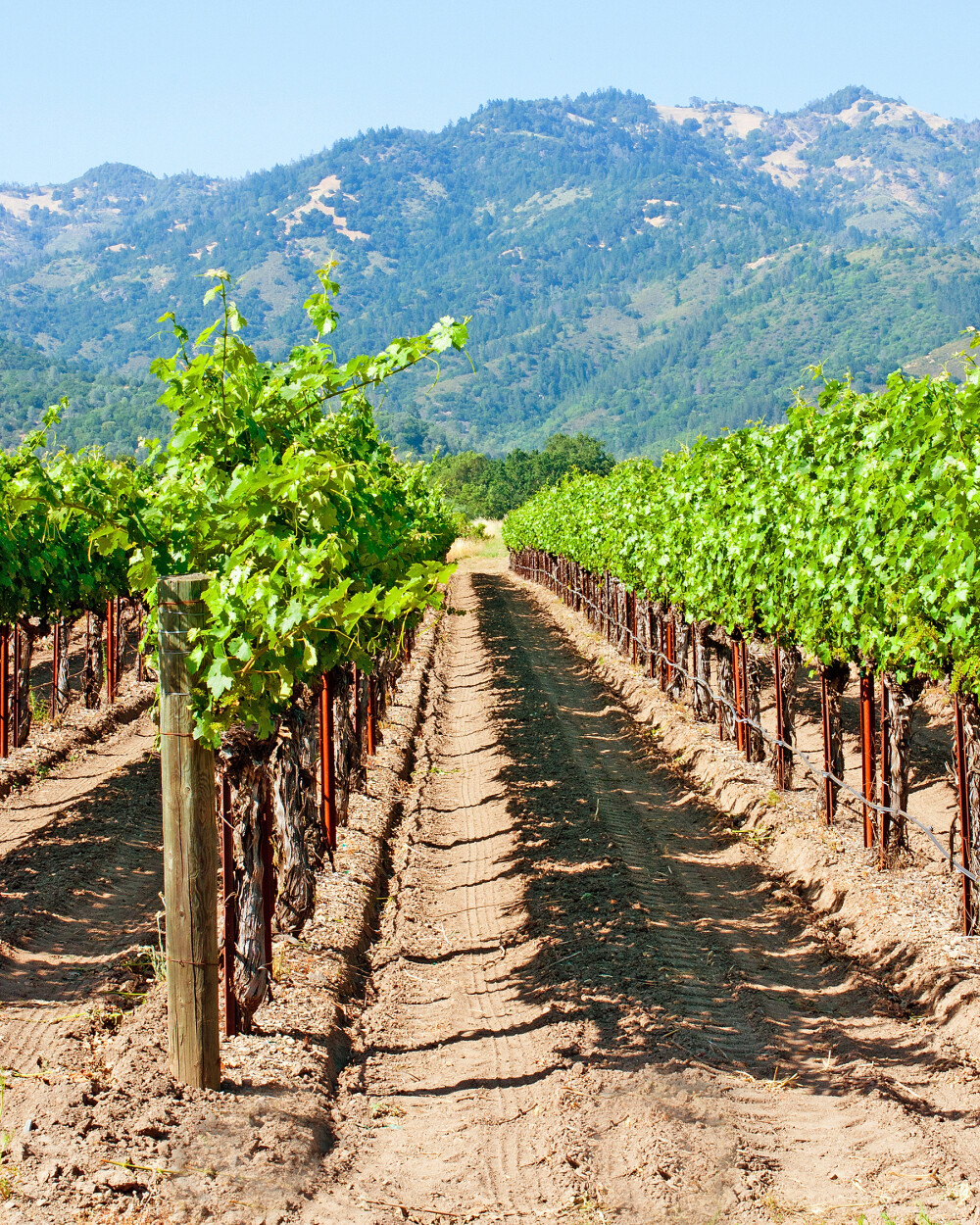 Napa Valley : l'histoire d'une région viticole prestigieuse 