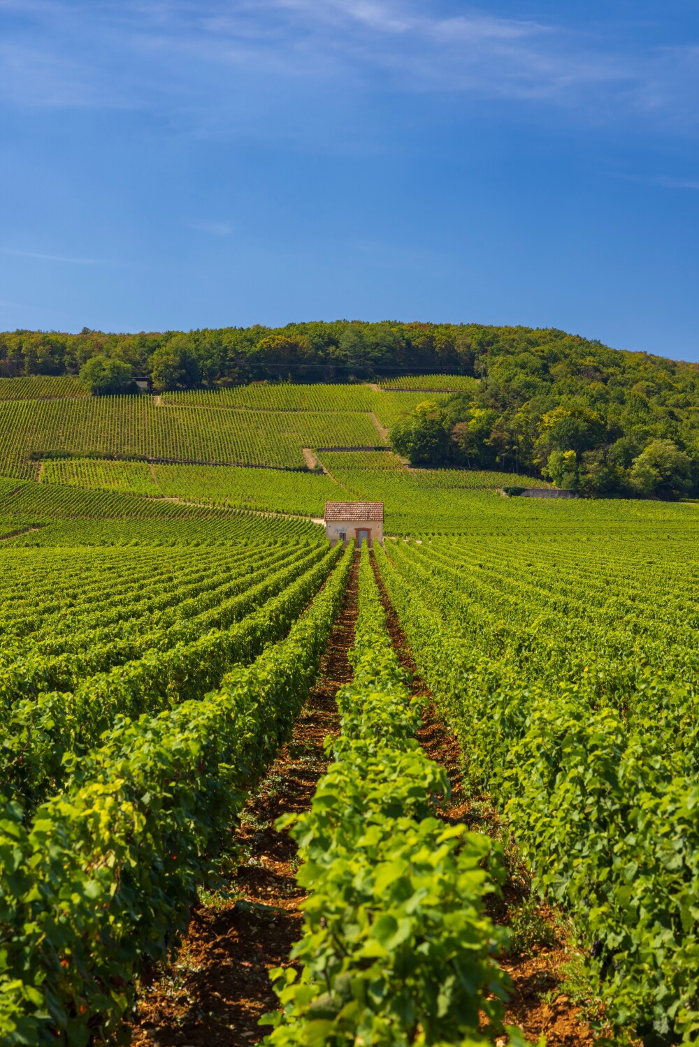 Clos de Vougeot : l'origine de tous les vins de terroir ?