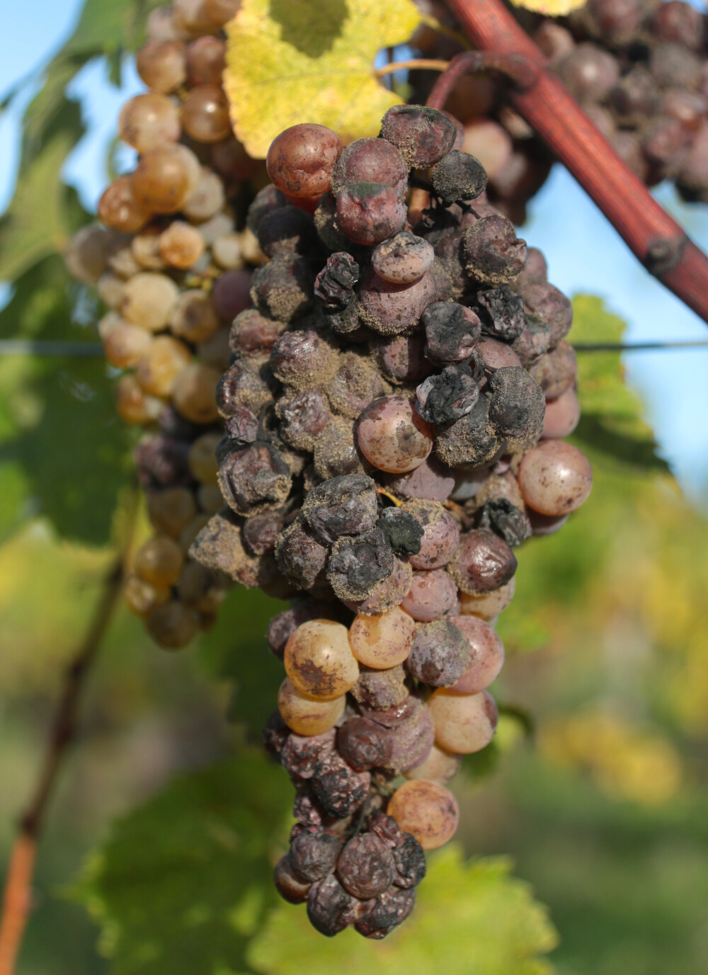 Spätlase : l'histoire du vin de vendange tardive